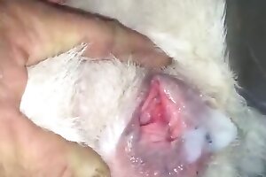 porno with animals,gape