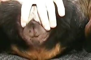 zoo sex,gay bestiality