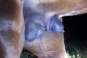 stallion porn,dick