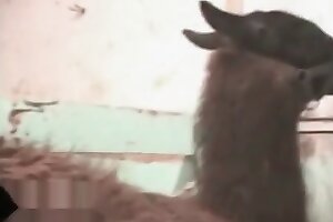 zoophilia stories,zoophilia