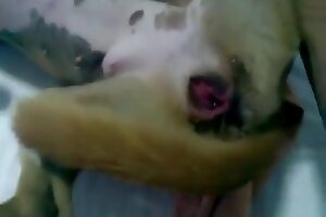 jogar tree of fortune demo - zoo porn,dog porn