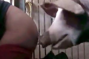 pig,animal fucks