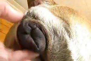 men and animals sex,hardcore zoo porn